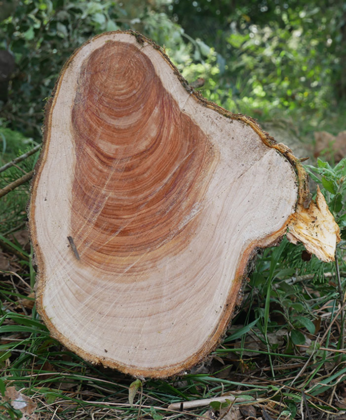 Abattage arbre Questembert Vannes Arzon