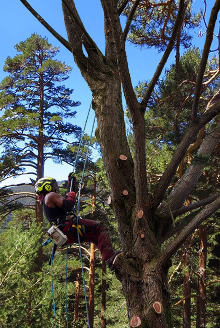 Élagage  Abattage arbre Arzon Vannes Questembert